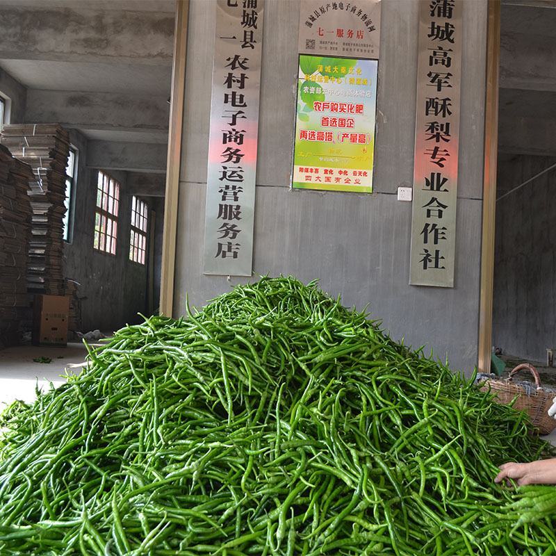头茬蒲城酥梨贡梨摸袋蜜梨陕西酥梨砀山酥梨后期二茬酥梨，梨