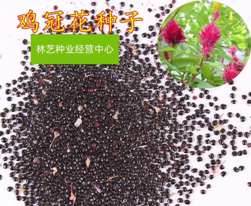 进口【鸡冠花种子】凤尾头状鸡冠花四季易种观赏花卉阳台花卉