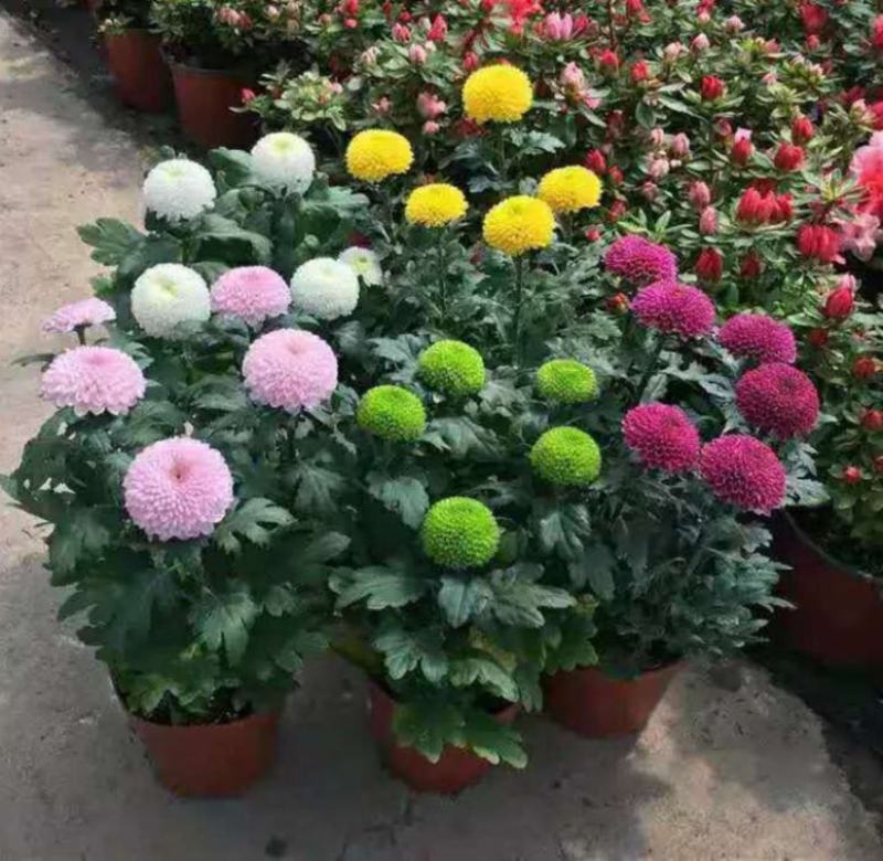 乒乓菊花种籽子四季开花易活花卉室内阳台七彩盆栽植物