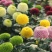 乒乓菊花种籽子四季开花易活花卉室内阳台七彩盆栽植物