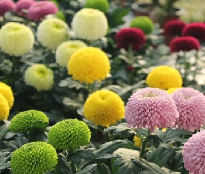 乒乓菊花种籽子四季开花易活花卉室内阳台七彩盆栽植物