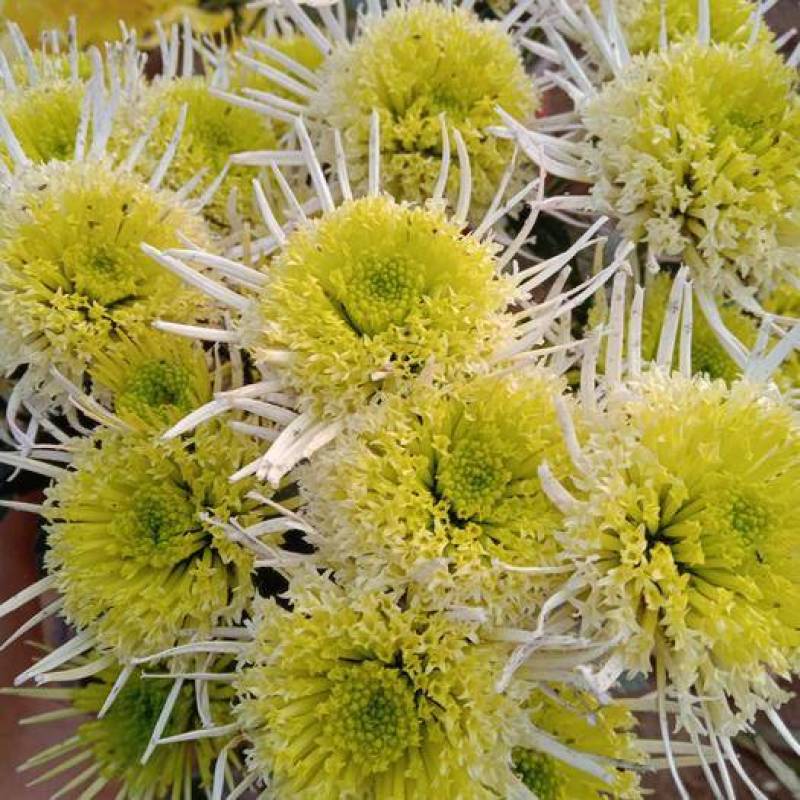 乒乓菊花种籽子四季开花易活花卉室内阳台七彩盆栽植物