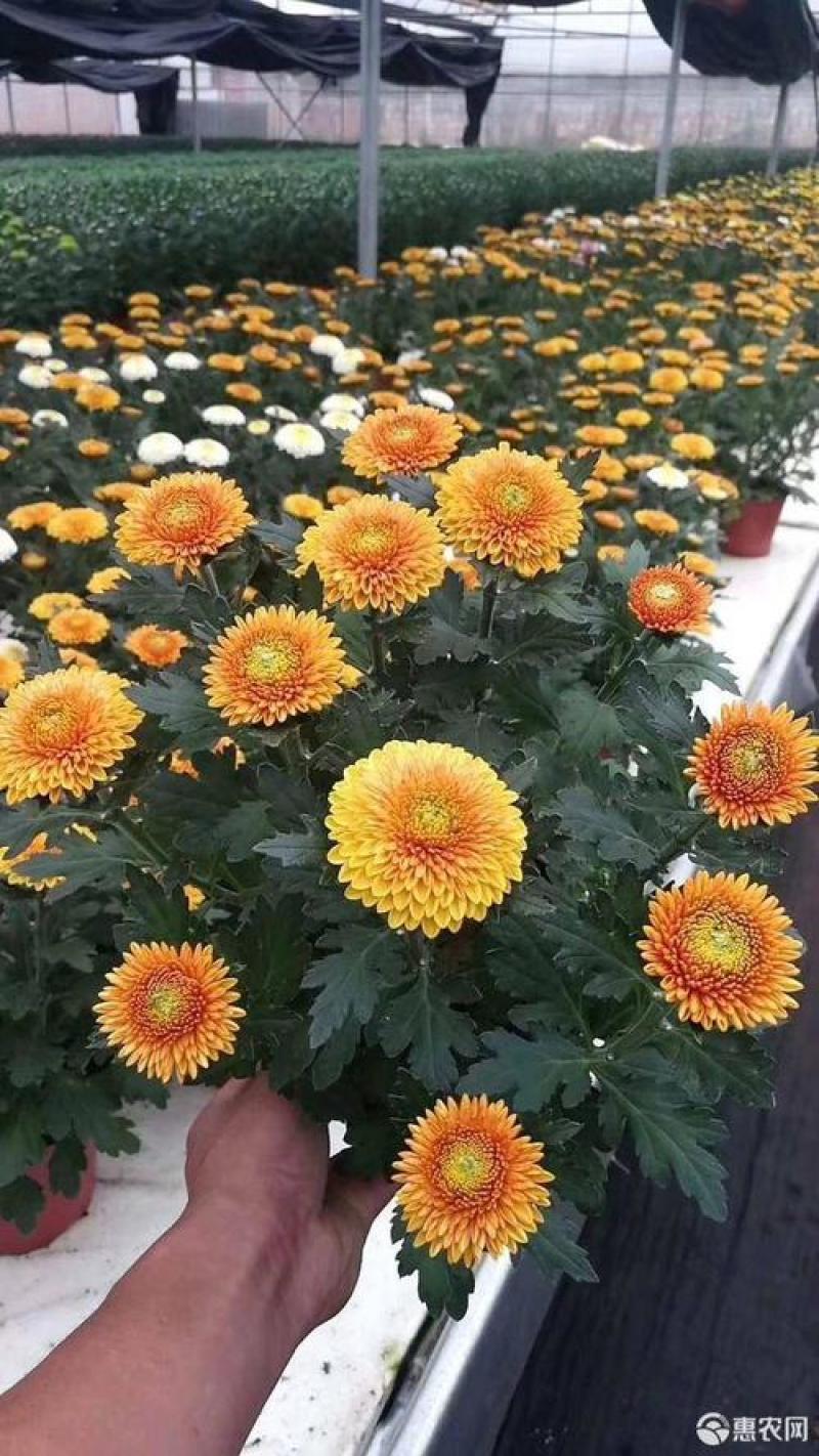 乒乓菊花种籽子四季开花易活花卉室内阳台七彩盆栽植物