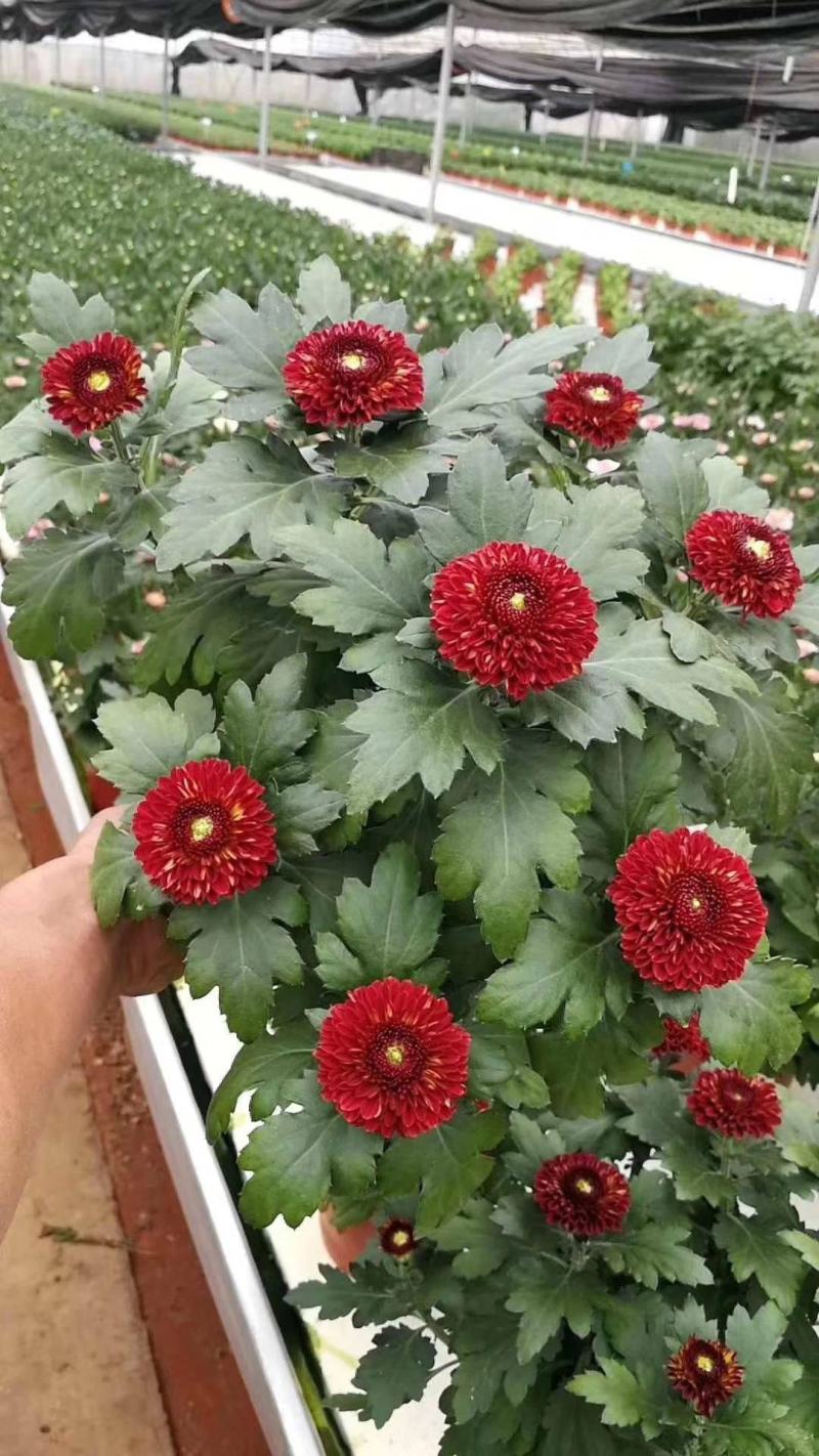 乒乓菊花种籽子四季开花易活花卉室内阳台七彩盆栽植物