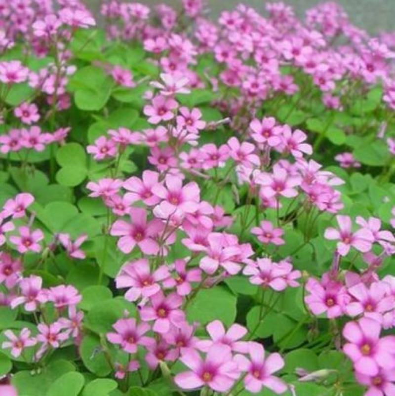 红三叶草种子草多年生三叶花草籽草坪种子果园绿化牧草
