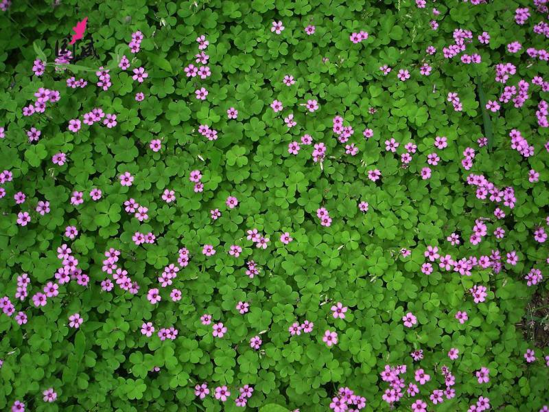 红三叶草种子草多年生三叶花草籽草坪种子果园绿化牧草