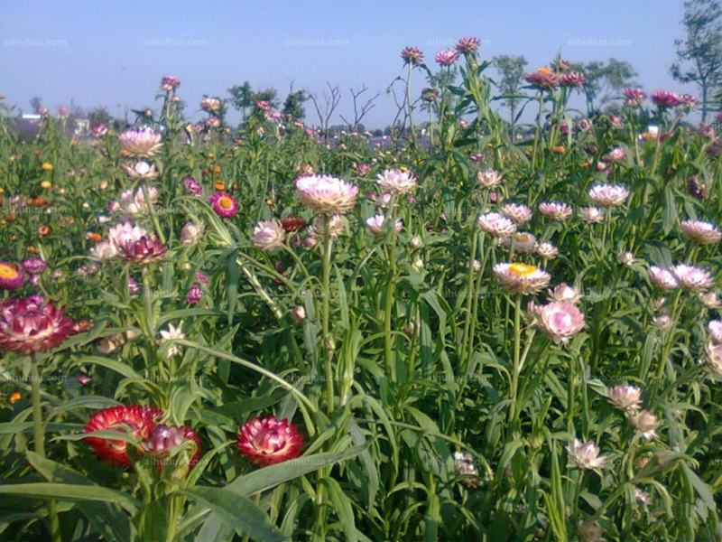 麦秆菊种子腊菊干花菊景观绿化盆栽花卉阳台四季易播观花种籽
