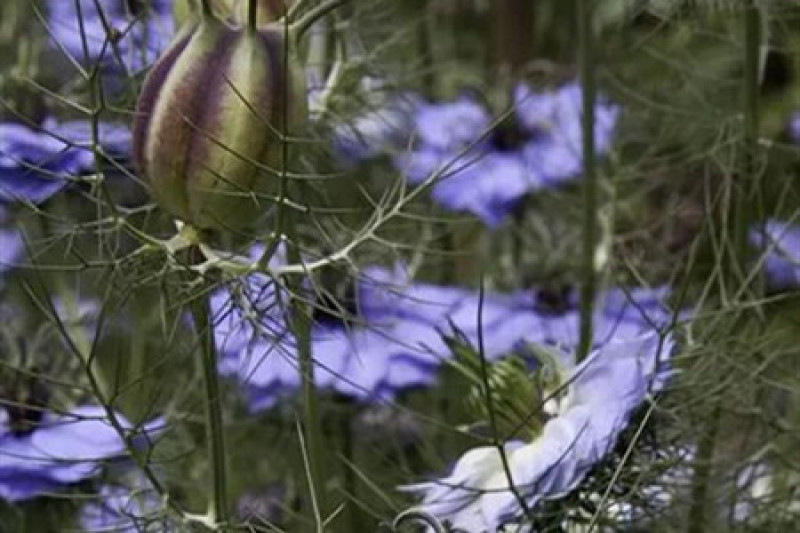 黑种草种子混色香草波斯宝石黑子草阳台盆栽观花种子四季易播