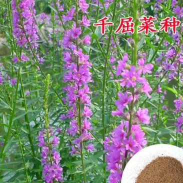 千屈菜种子多年生水生花卉花海种子水柳种子景观绿化耐寒植物
