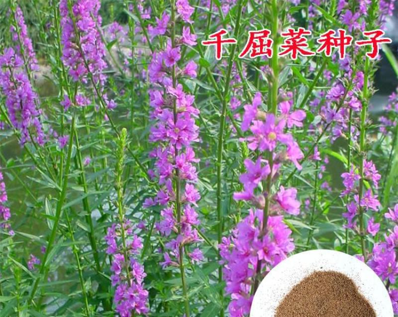 千屈菜种子多年生水生花卉花海种子水柳种子景观绿化耐寒植物