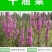 千屈菜种子多年生水生花卉花海种子水柳种子景观绿化耐寒植物