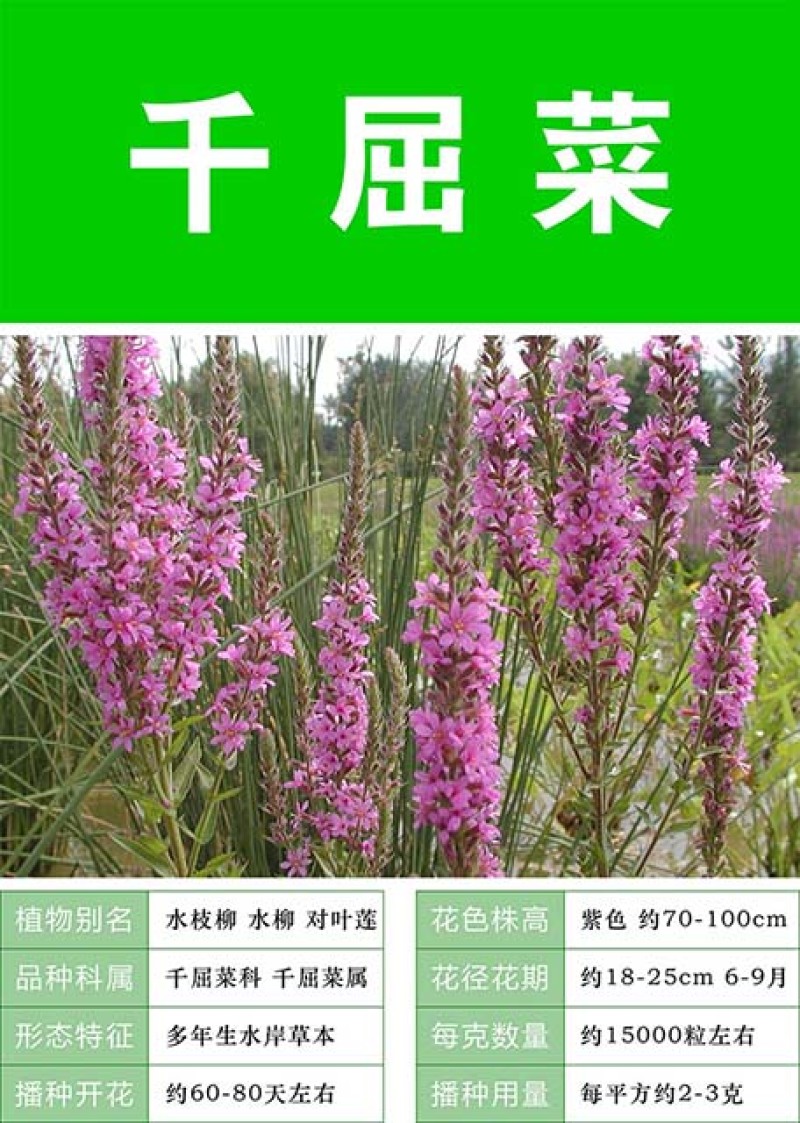 千屈菜种子多年生水生花卉花海种子水柳种子景观绿化耐寒植物