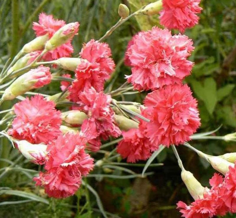 康乃馨种子四季易种开花植物盆栽种仔多年生室内阳台观赏花卉