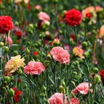 康乃馨种子四季易种开花植物盆栽种仔多年生室内阳台观赏花卉