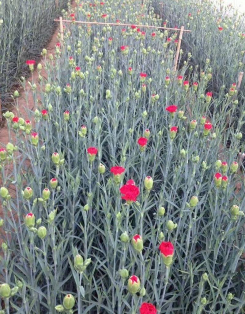 康乃馨种子四季易种开花植物盆栽种仔多年生室内阳台观赏花卉