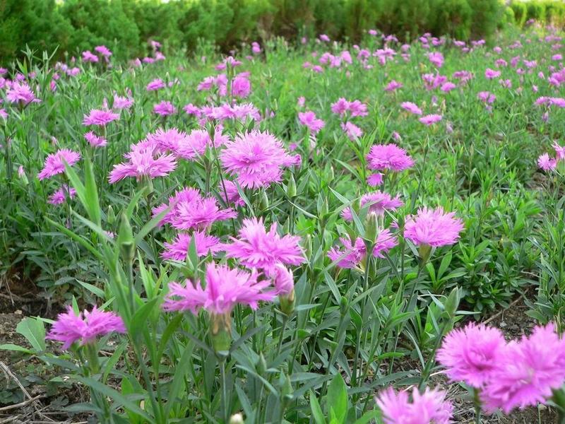 康乃馨种子四季易种开花植物盆栽种仔多年生室内阳台观赏花卉