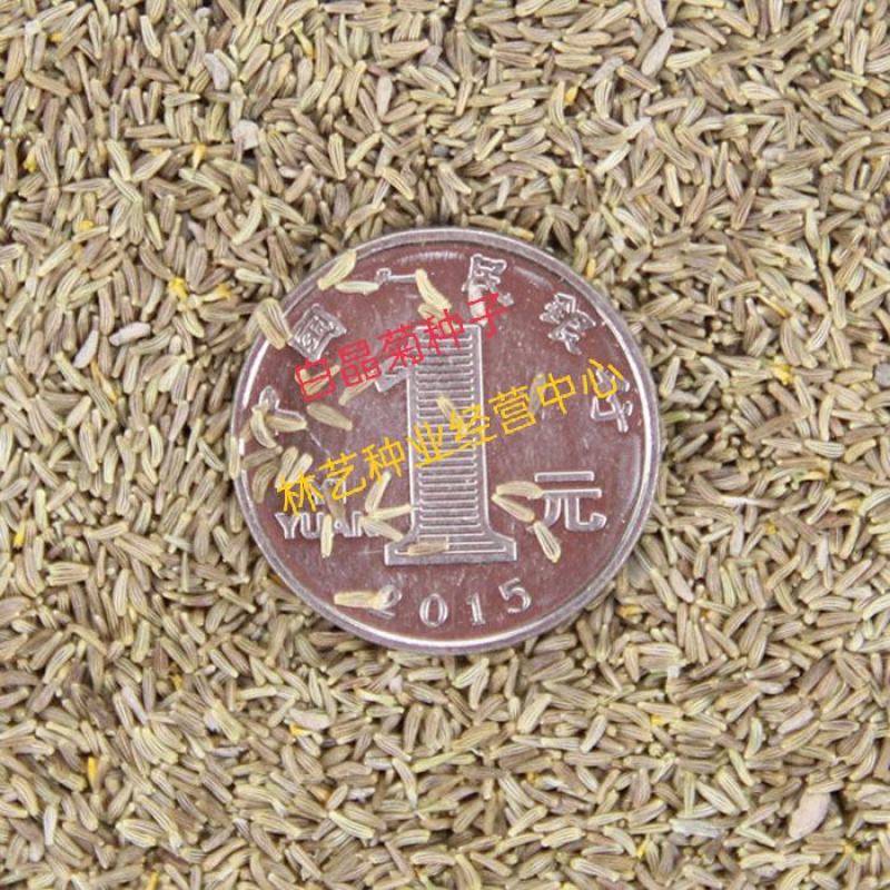 白晶菊花种子四季开花易活花种籽子庭院室外花籽阳台盆栽