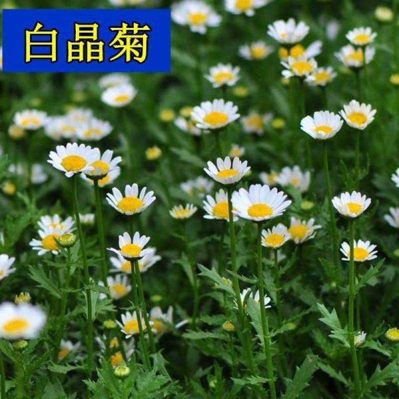 白晶菊花种子四季开花易活花种籽子庭院室外花籽阳台盆栽