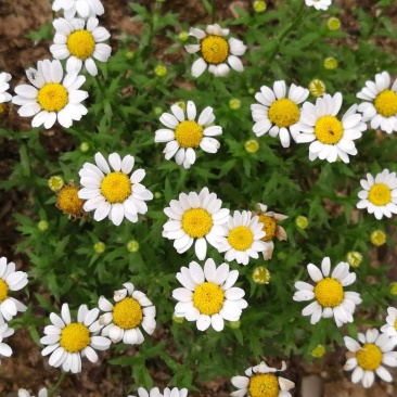 白晶菊花种子四季开花易活花种籽子庭院室外花籽阳台盆栽