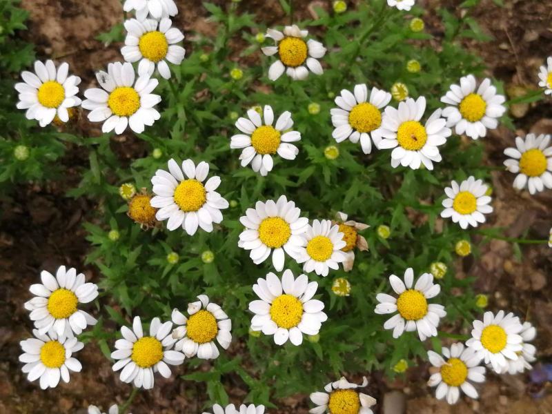 白晶菊花种子四季开花易活花种籽子庭院室外花籽阳台盆栽