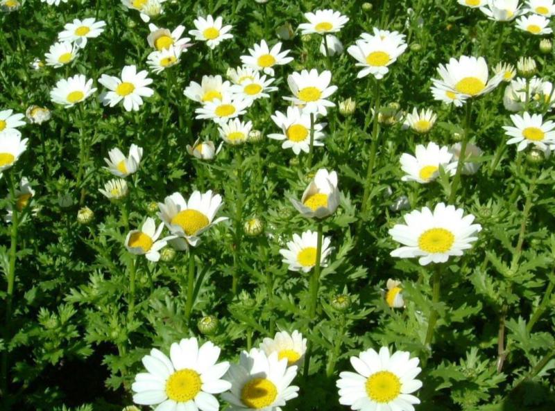 白晶菊花种子四季开花易活花种籽子庭院室外花籽阳台盆栽