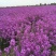 蓝香芥种子四季种易活开花不断多年生花海种子庭院兰香芥