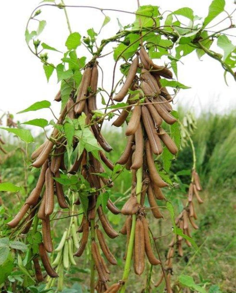新采猪屎豆种子太阳麻种子椭圆叶猪屎豆三圆叶猪屎豆种子