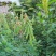 新采猪屎豆种子太阳麻种子椭圆叶猪屎豆三圆叶猪屎豆种子
