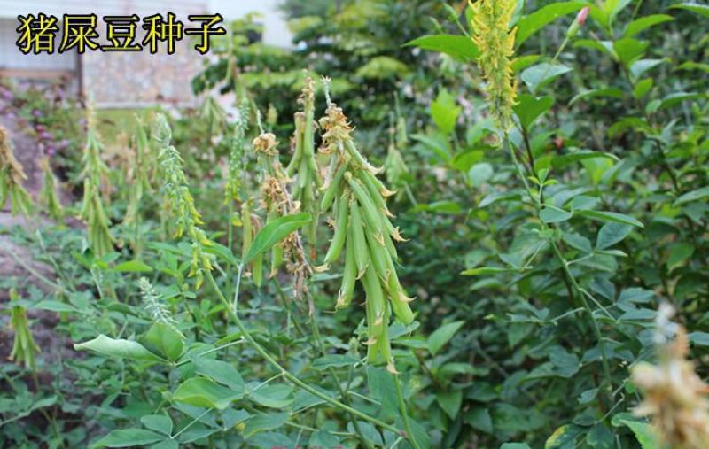 新采猪屎豆种子太阳麻种子椭圆叶猪屎豆三圆叶猪屎豆种子