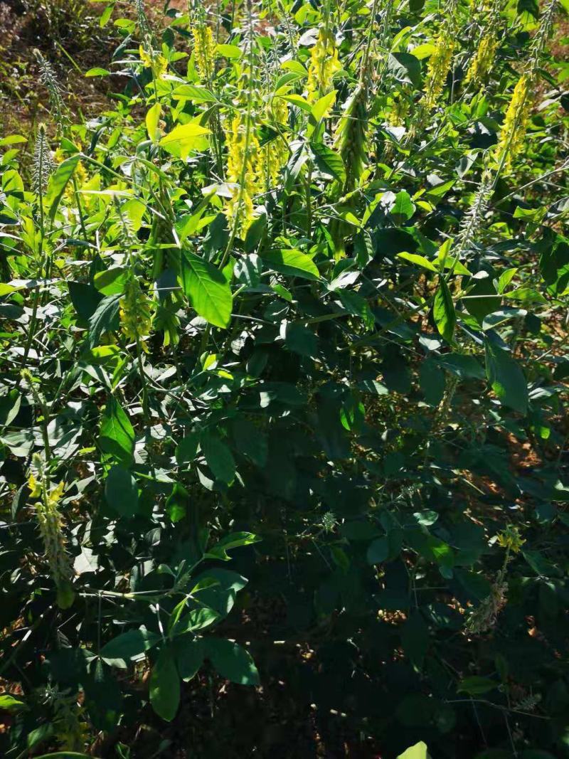 新采猪屎豆种子太阳麻种子椭圆叶猪屎豆三圆叶猪屎豆种子