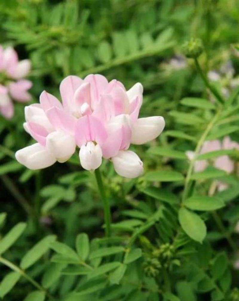 小冠花种子多年生宿根绣球小冠花种籽果园绿肥牧草固土护坡