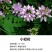小冠花种子多年生宿根绣球小冠花种籽果园绿肥牧草固土护坡