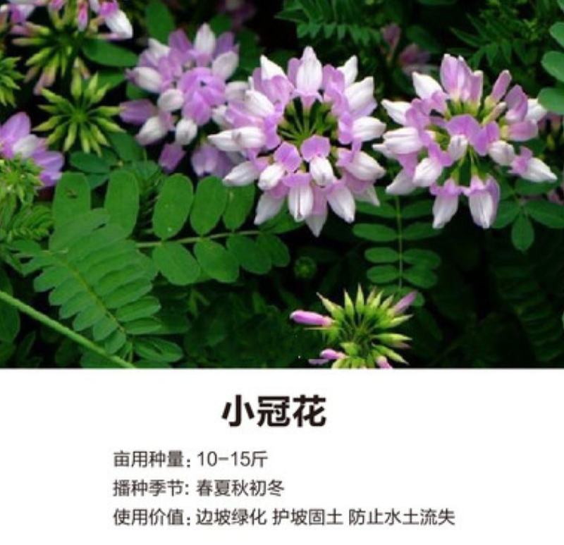 小冠花种子多年生宿根绣球小冠花种籽果园绿肥牧草固土护坡