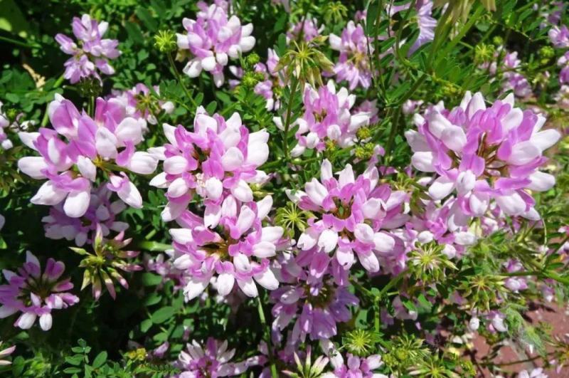 小冠花种子多年生宿根绣球小冠花种籽果园绿肥牧草固土护坡