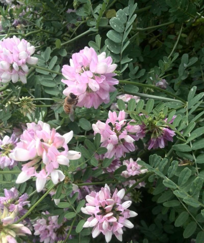 小冠花种子多年生宿根绣球小冠花种籽果园绿肥牧草固土护坡