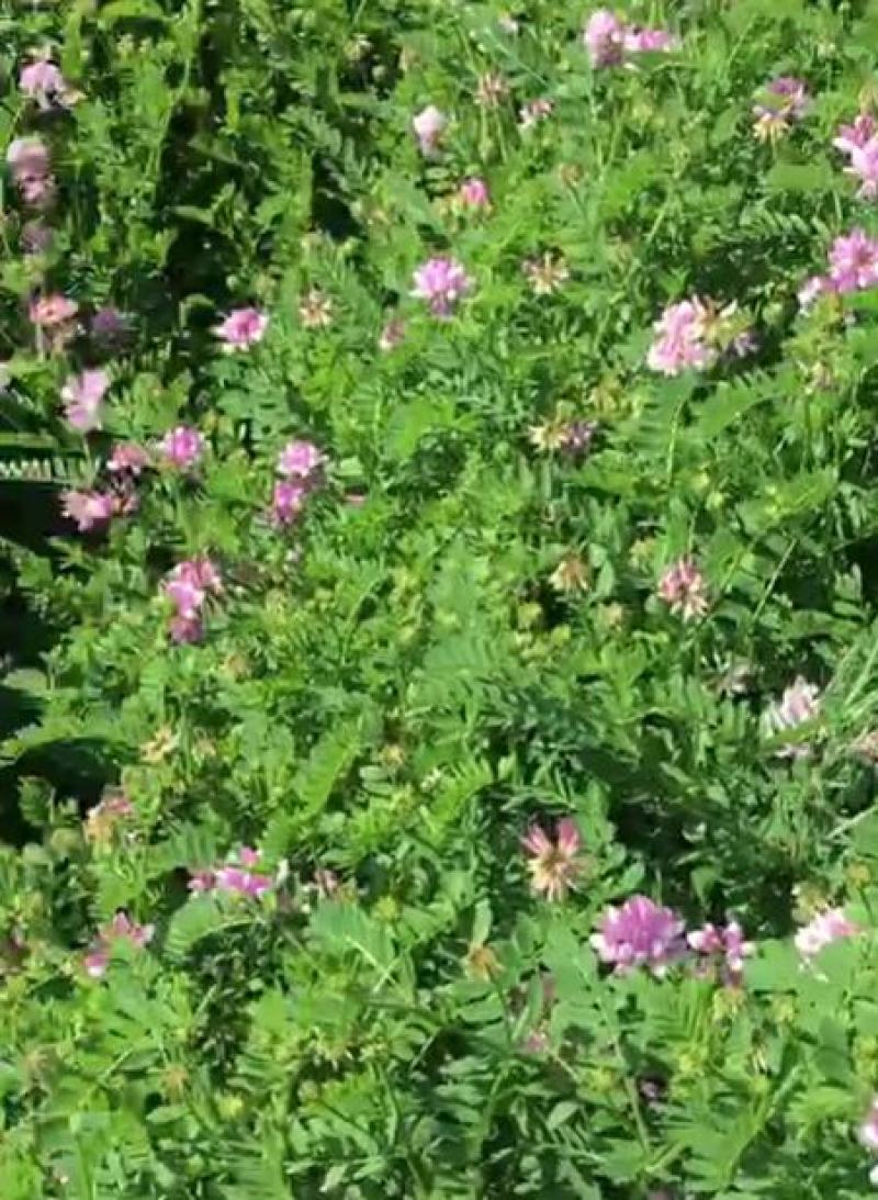 小冠花种子多年生宿根绣球小冠花种籽果园绿肥牧草固土护坡