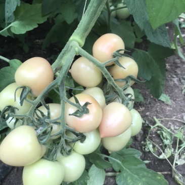 穆棱巿兴顺蔬菜种植合作社