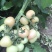 穆棱巿兴顺蔬菜种植合作社