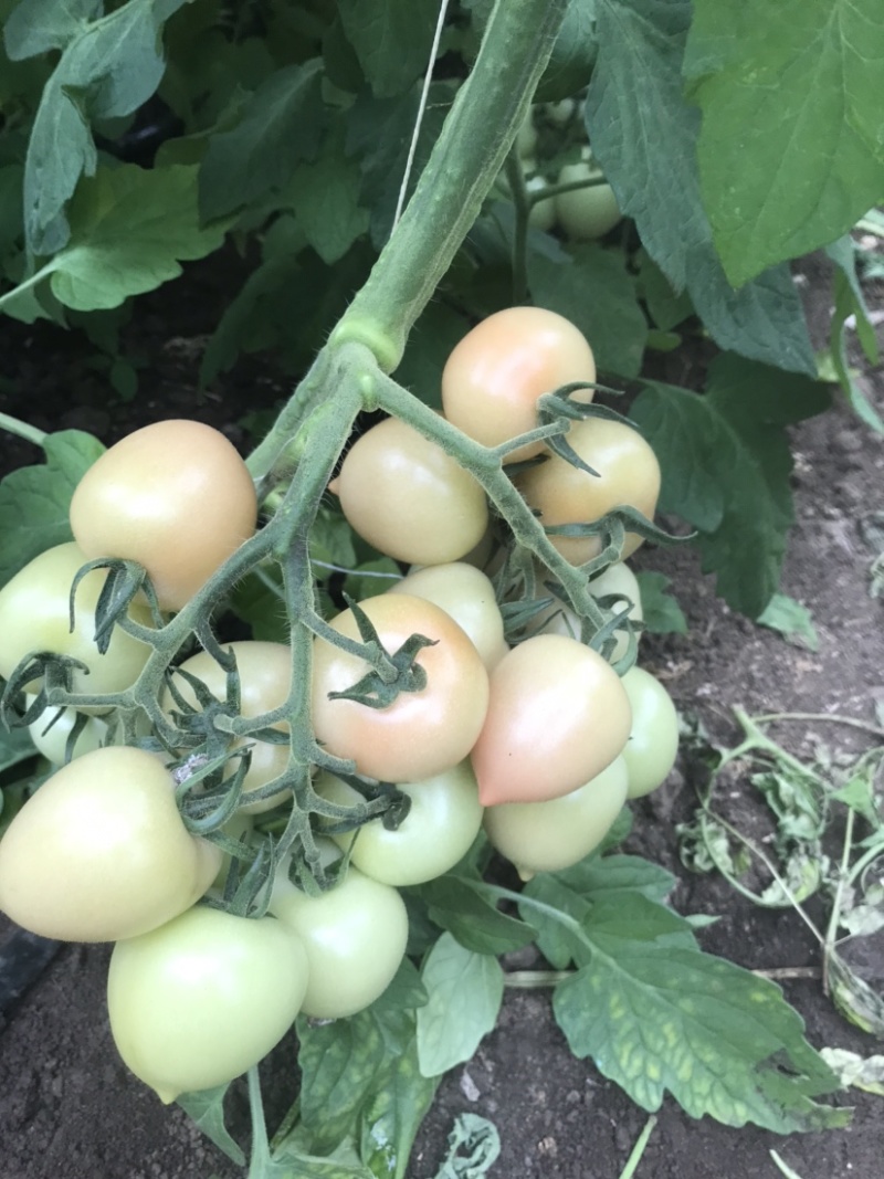 穆棱巿兴顺蔬菜种植合作社