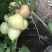穆棱巿兴顺蔬菜种植合作社
