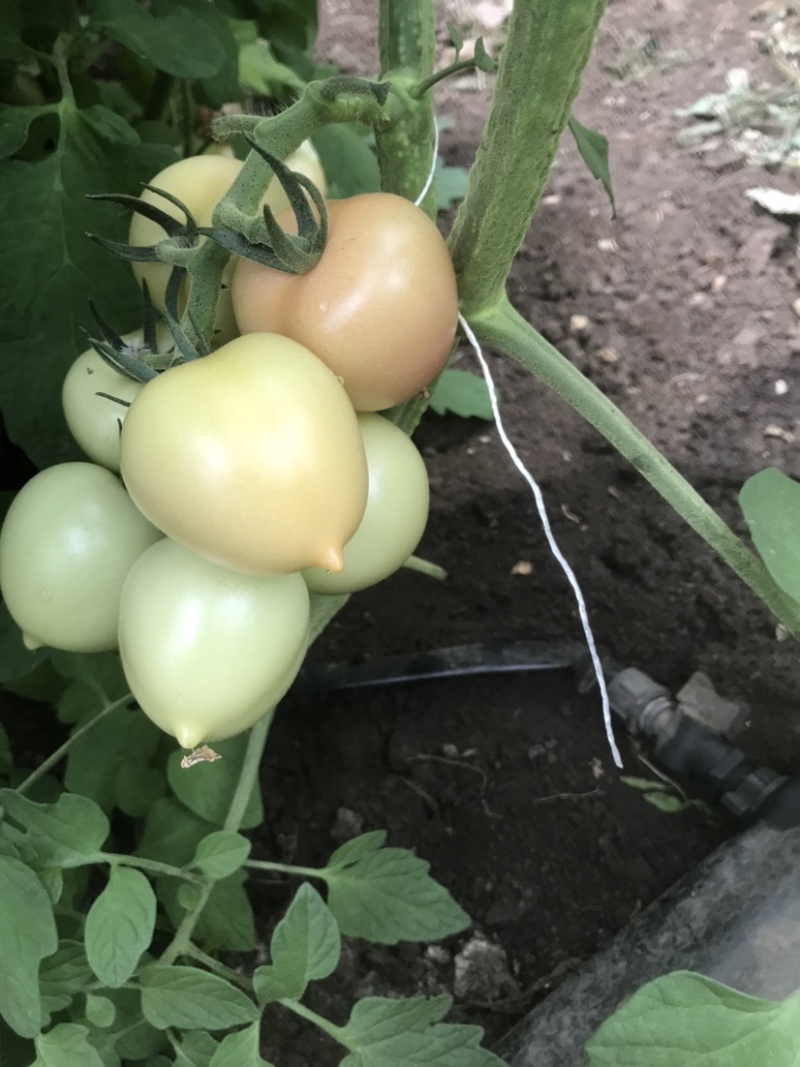 穆棱巿兴顺蔬菜种植合作社