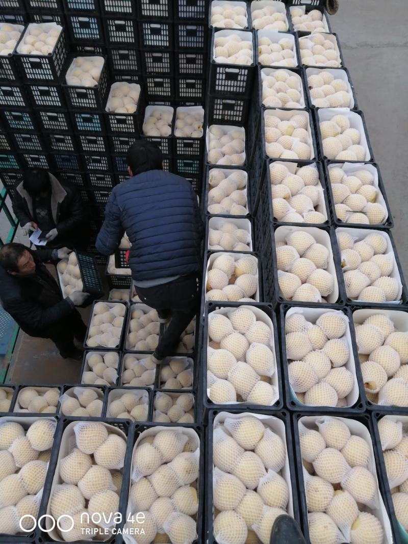 精品正宗安徽砀山酥梨，产地直供货源充足保质保量