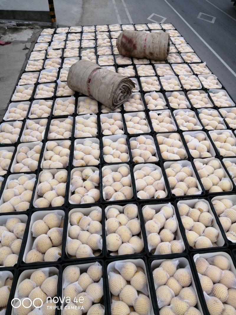 精品正宗安徽砀山酥梨，产地直供货源充足保质保量