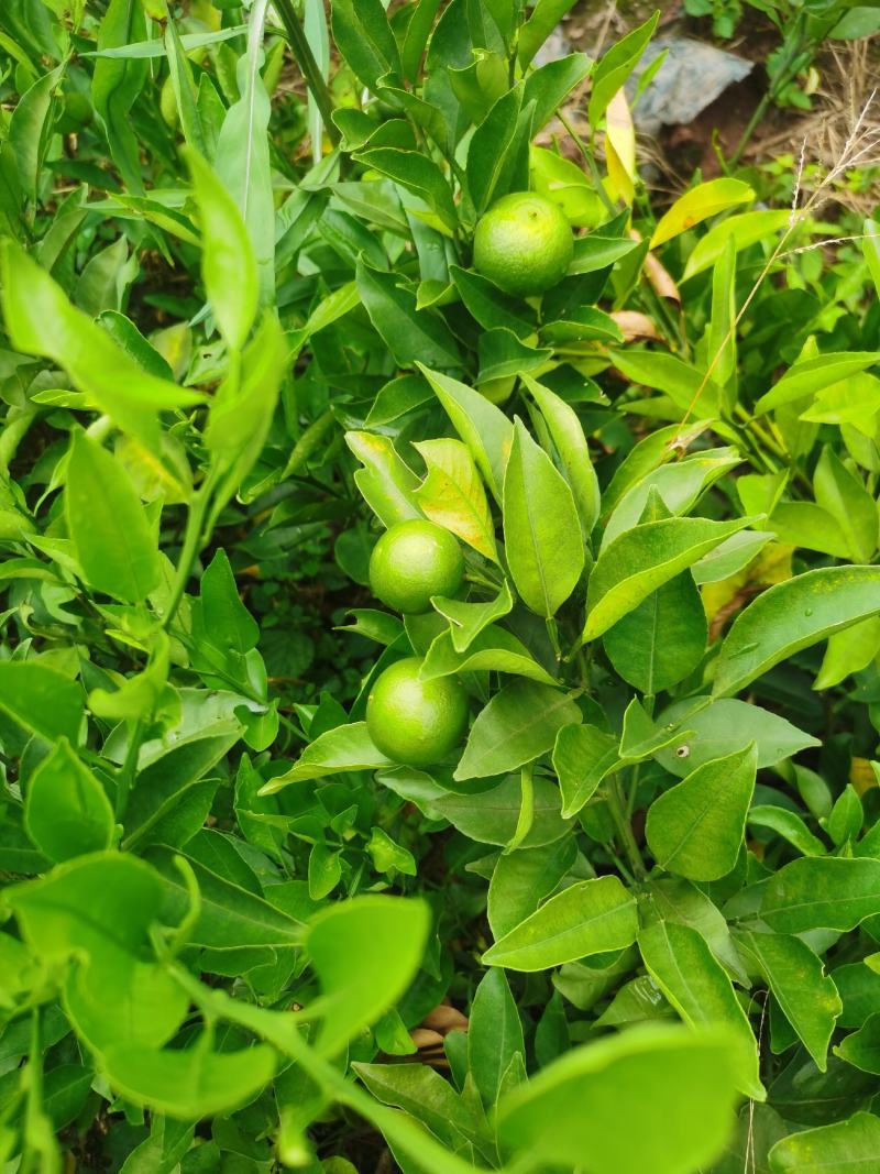 明日见杯苗地苗，自家苗圃，现挖现发，诚信经营。
