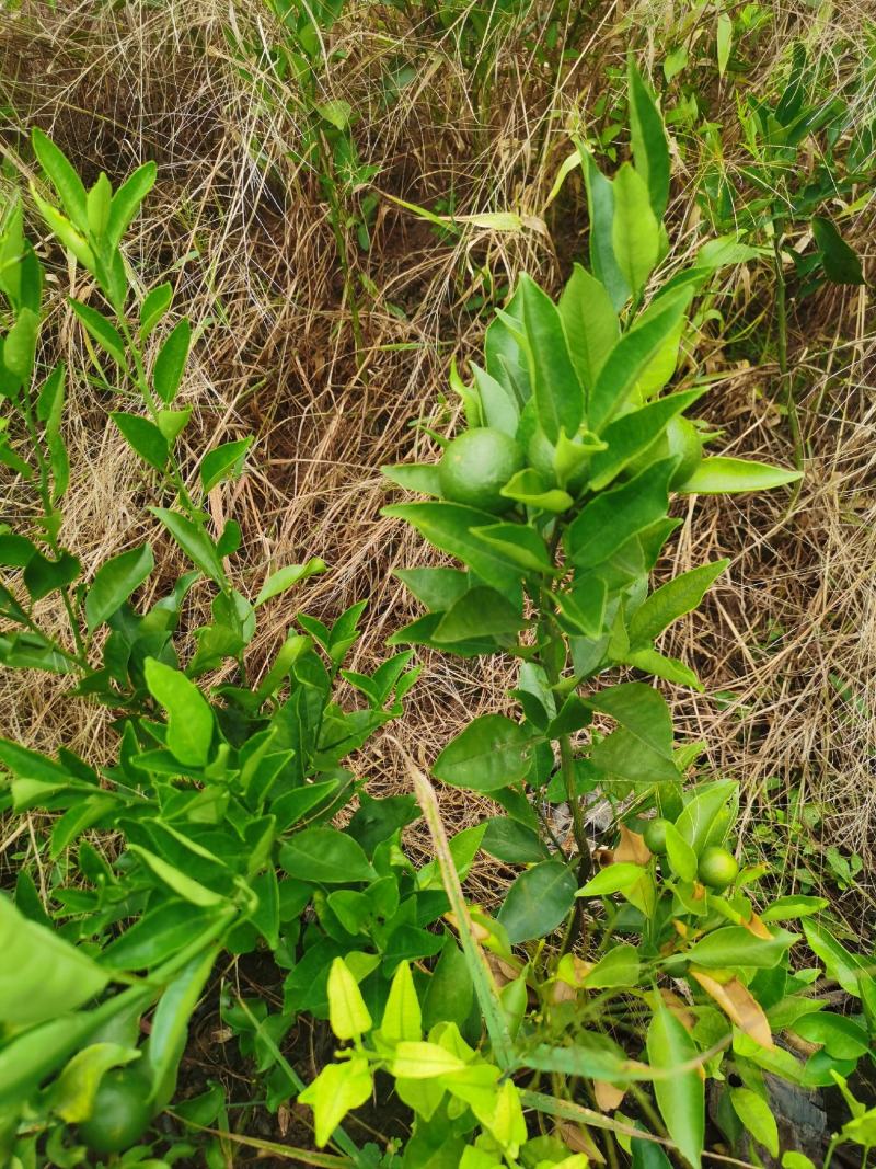 明日见杯苗地苗，自家苗圃，现挖现发，诚信经营。