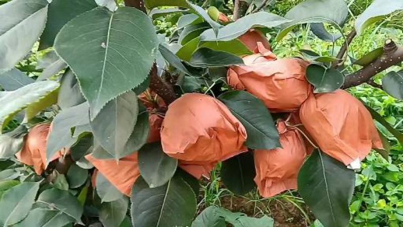 河南南阳方城博望黄金梨圆黄梨已大量上市中