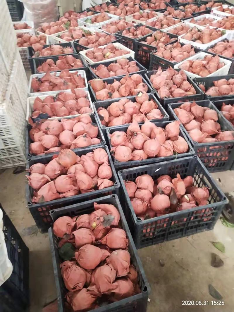 河南南阳方城博望黄金梨圆黄梨已大量上市中