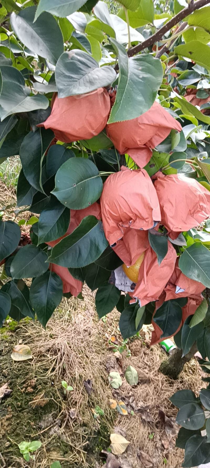 河南南阳方城博望黄金梨圆黄梨已大量上市中