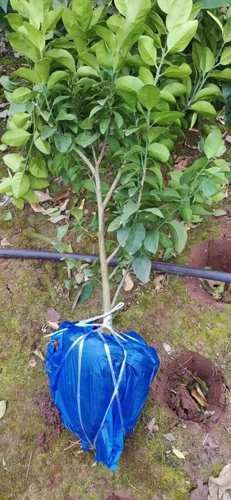 明日见精品假植苗，丫盘好，苗子清秀，根系发达，两公分左右