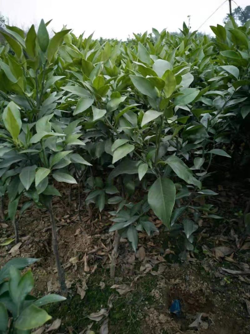 明日见精品假植苗，丫盘好，苗子清秀，根系发达，两公分左右